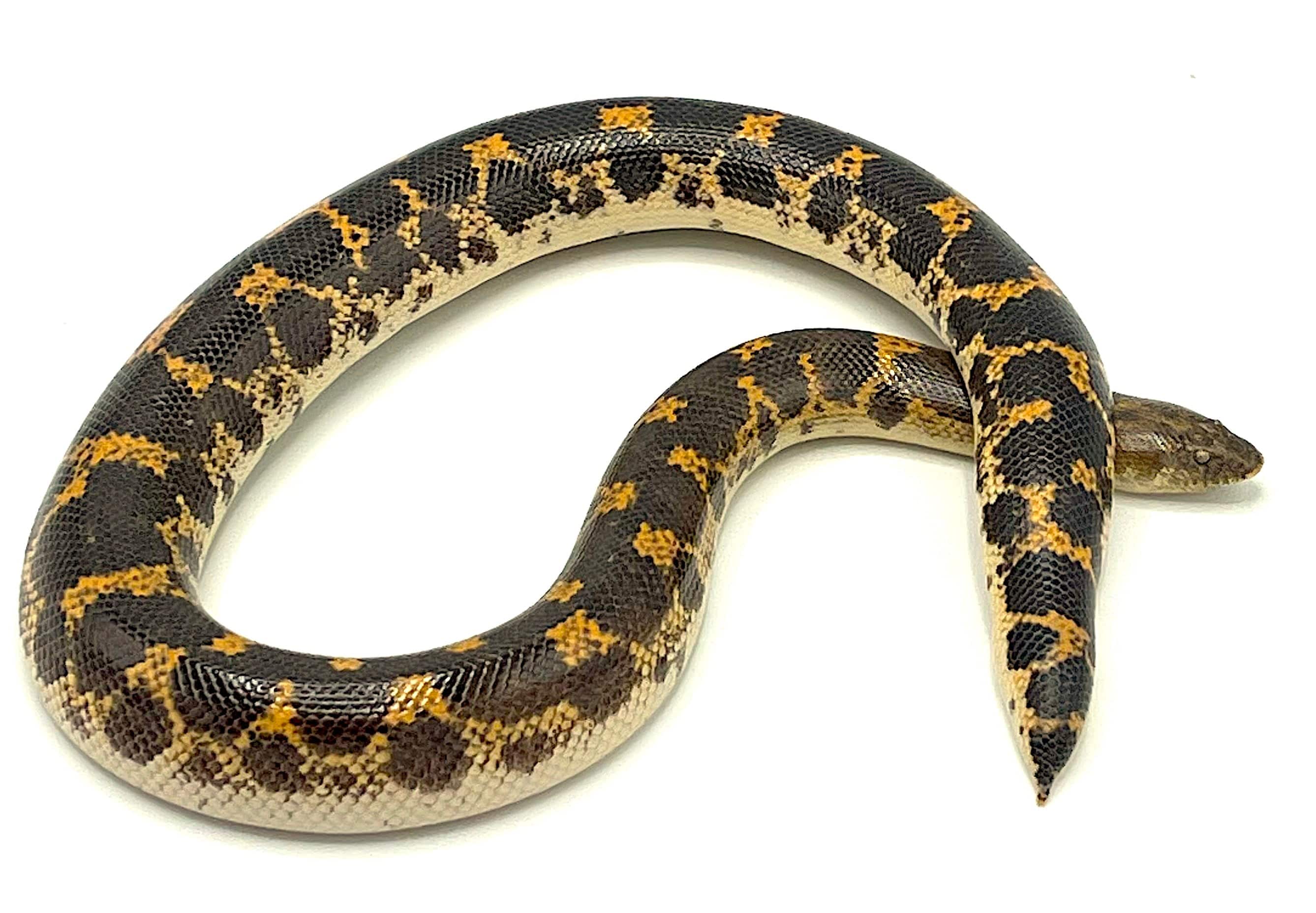 West African Sand Boa