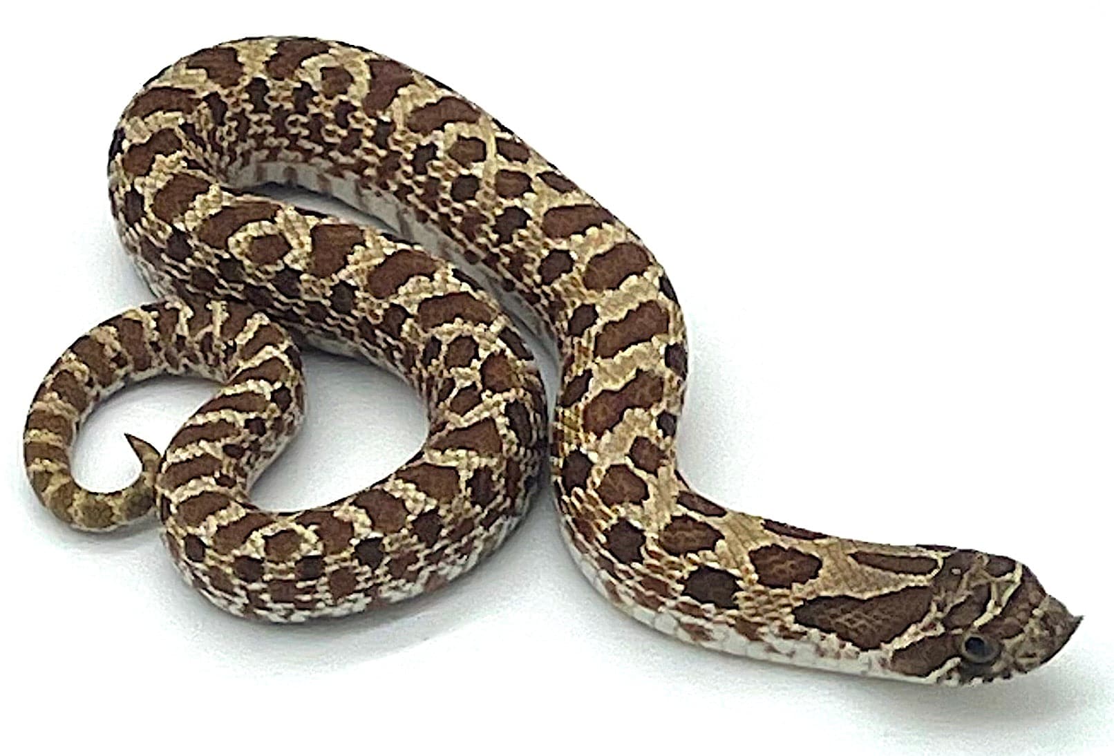 Western Hognose Snake