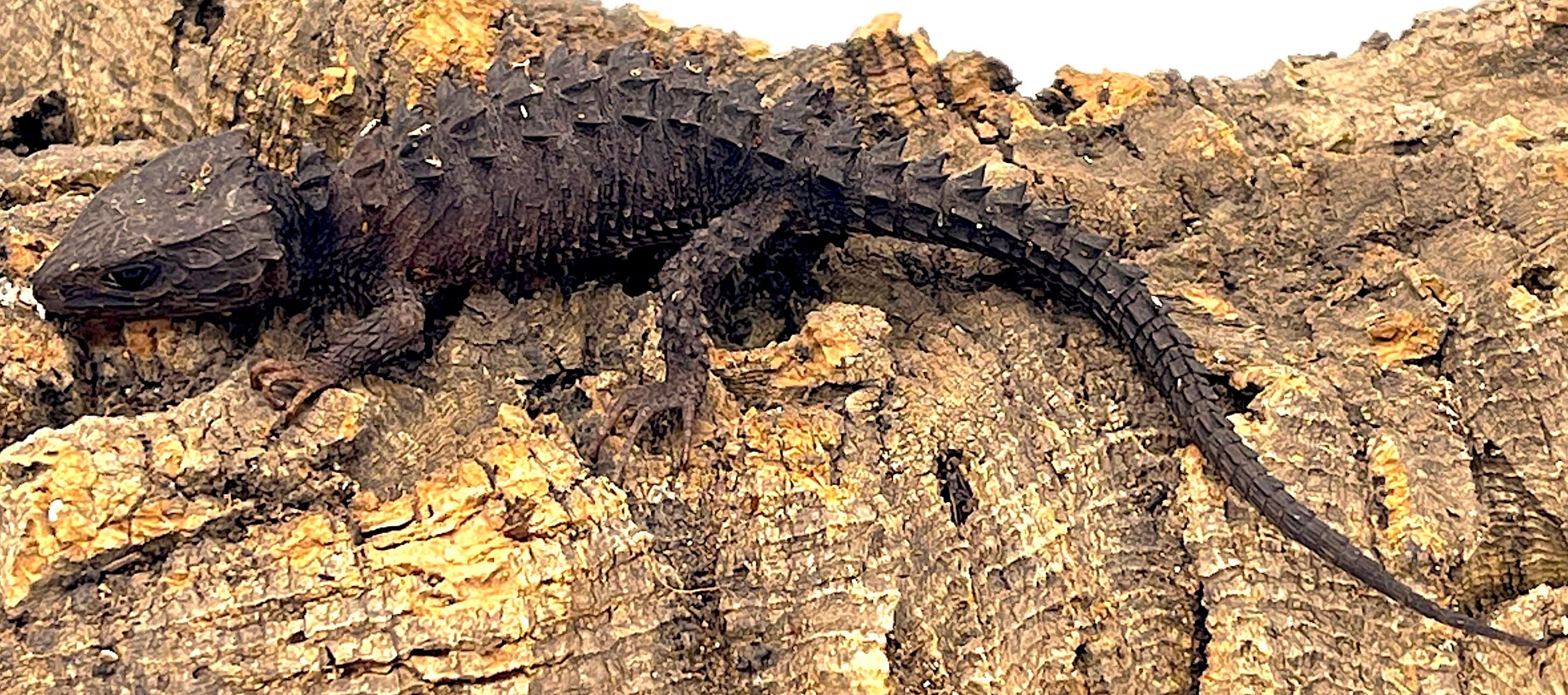 White Eyed Crocodile Skink
