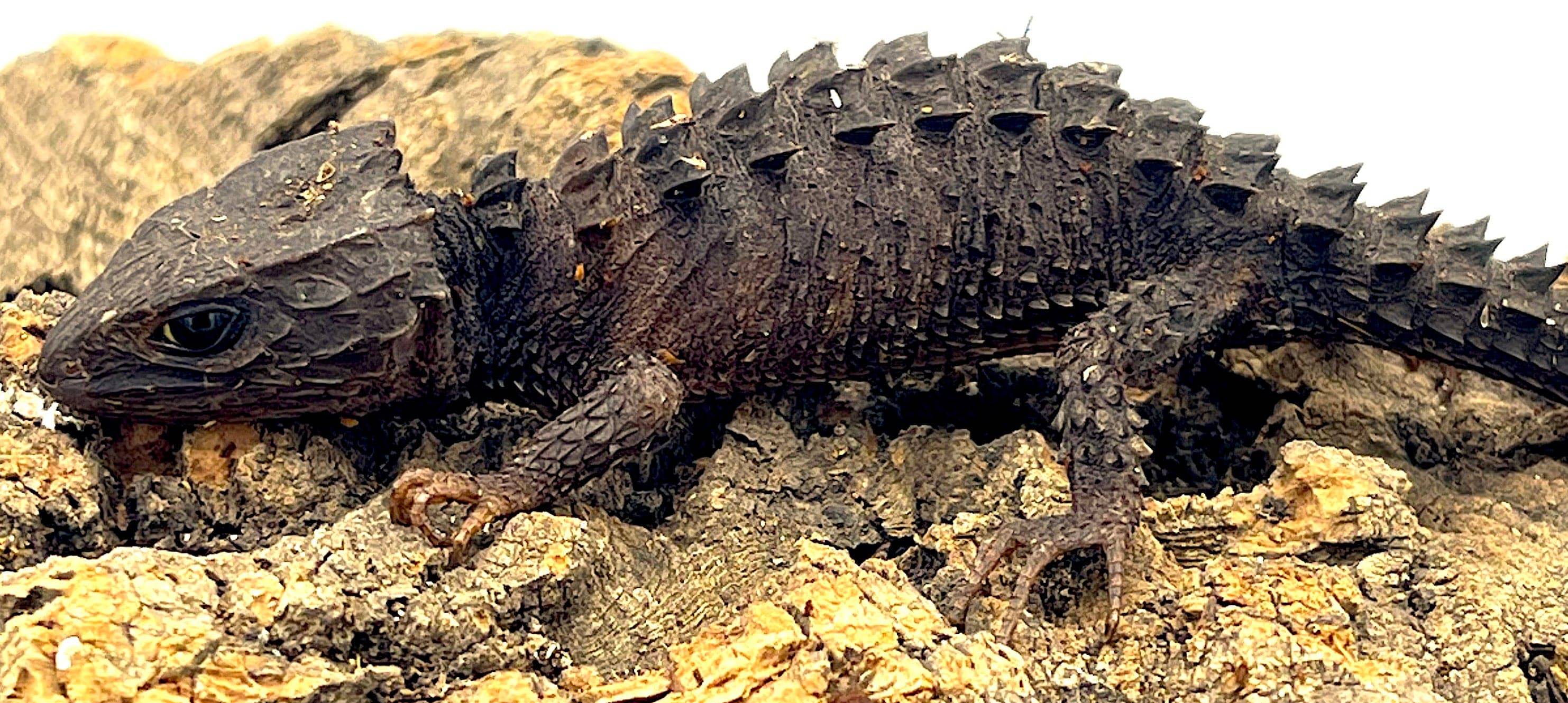 White Eyed Crocodile Skink - Image 2
