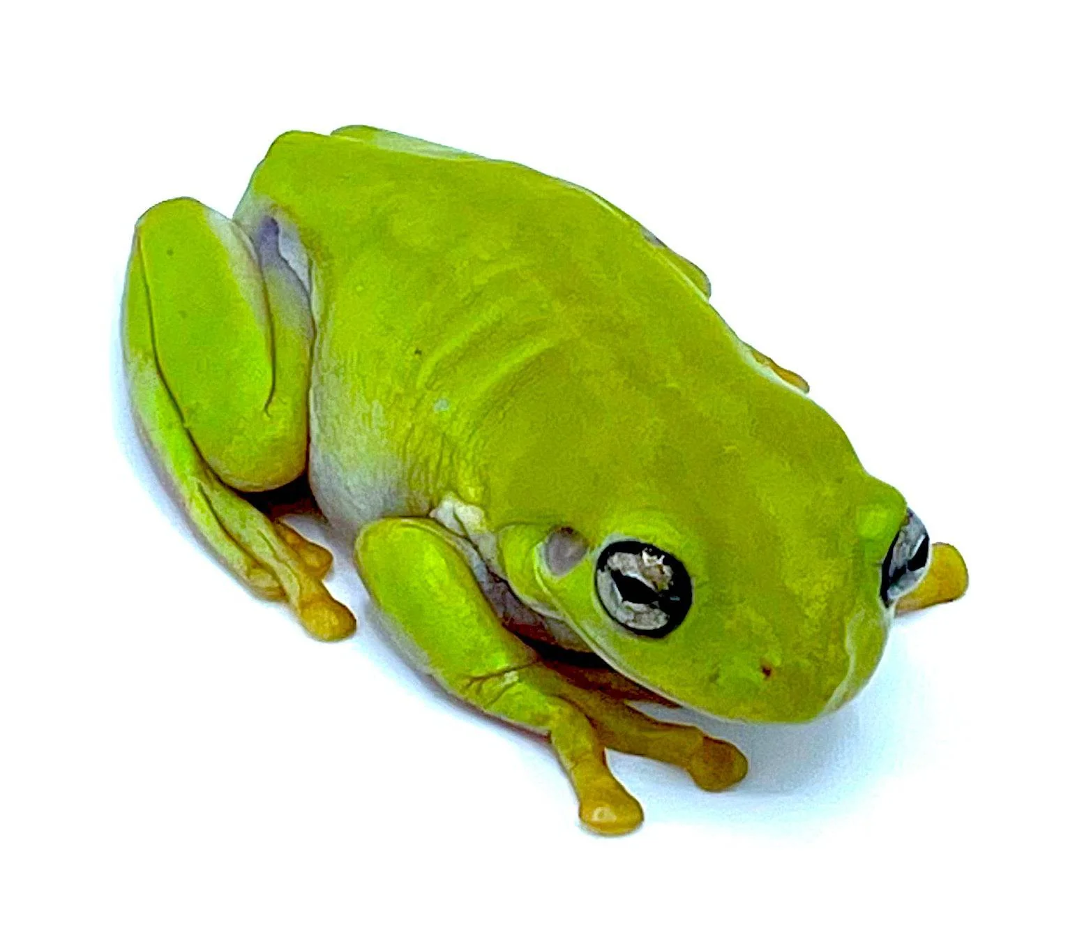 Whites Tree Frogs Adults
