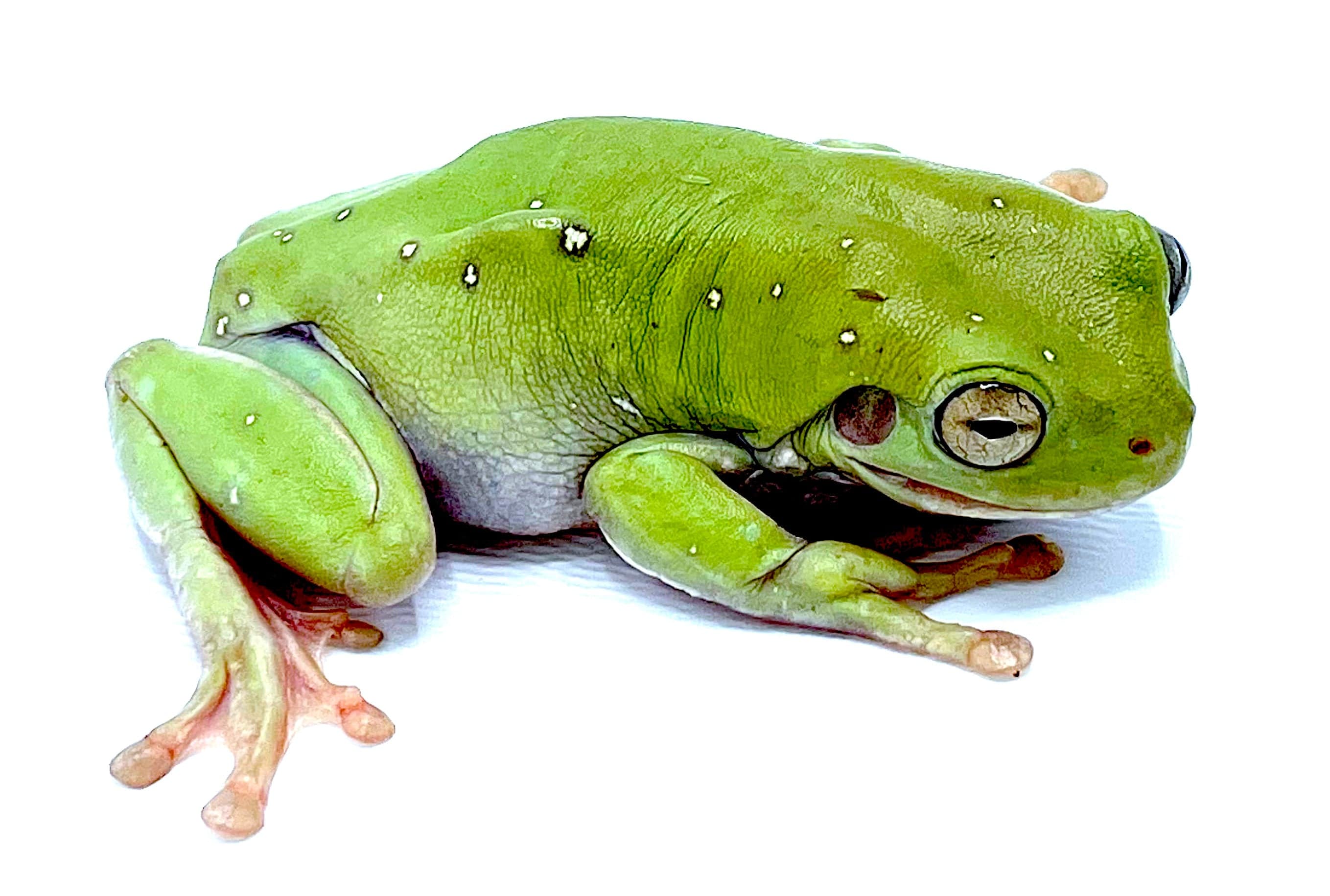 Whites Tree Frogs Adults - Image 2