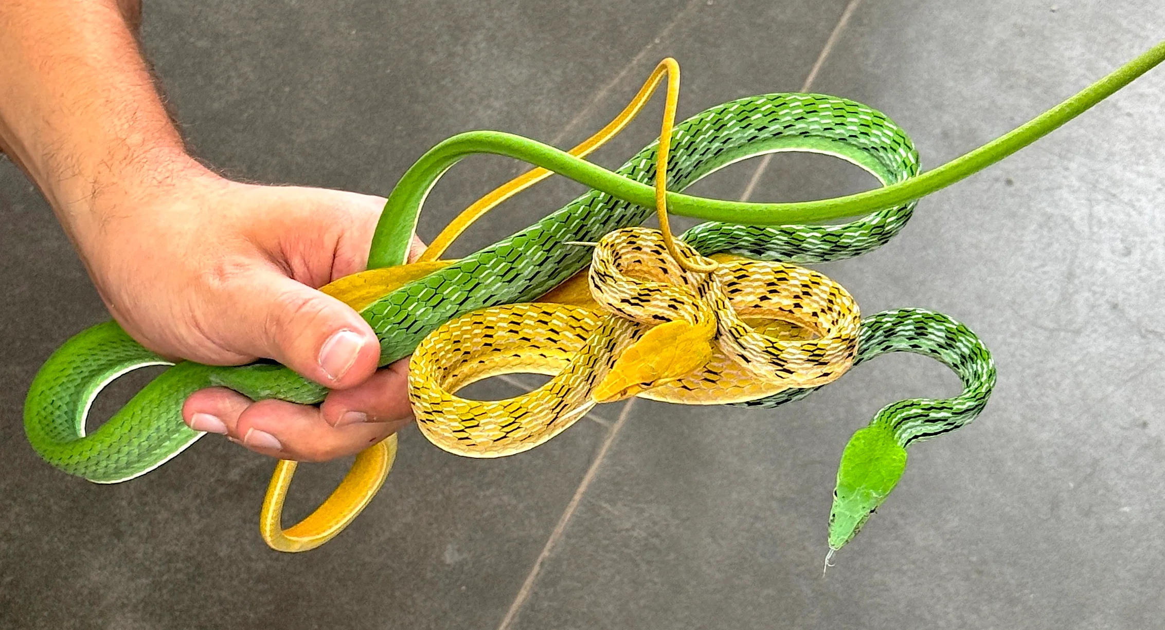 Asian (indonesian) Giant Vine Snake