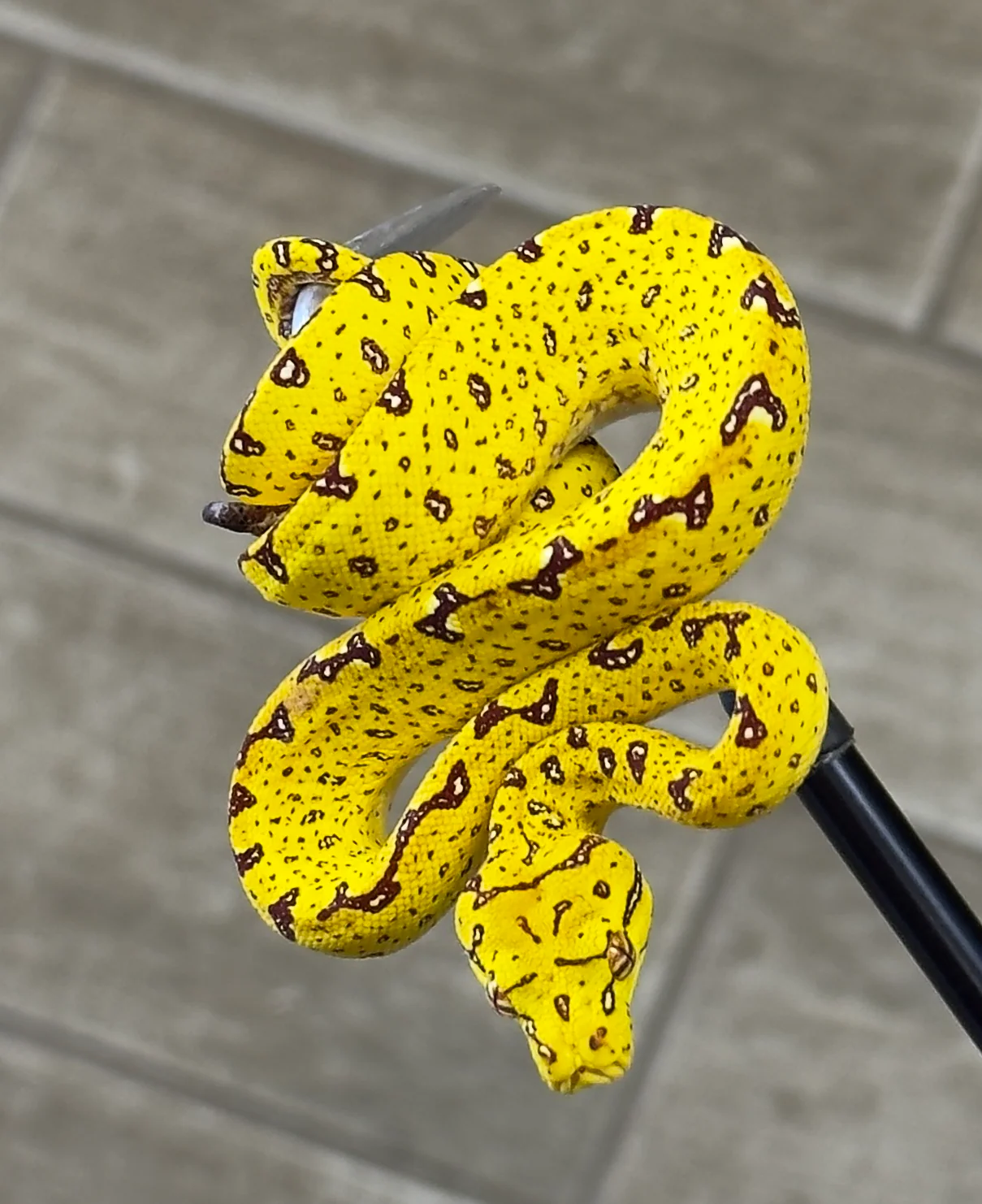 Yellow Biak Green Tree Python (YGTP11)