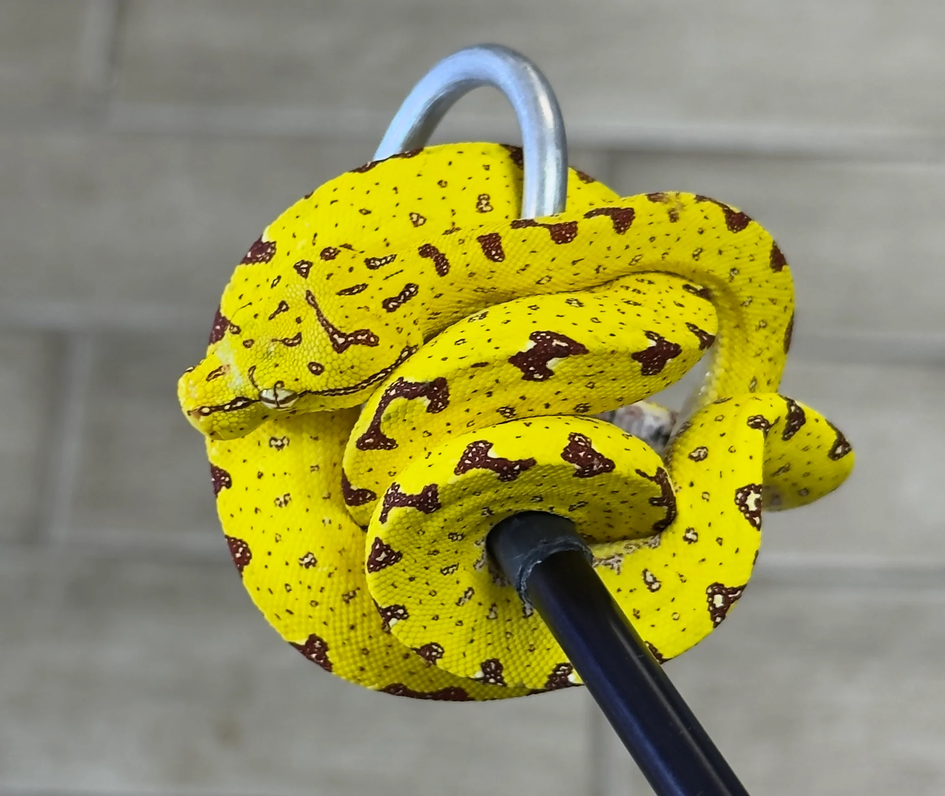 Yellow Biak Green Tree Python (YGTP13)