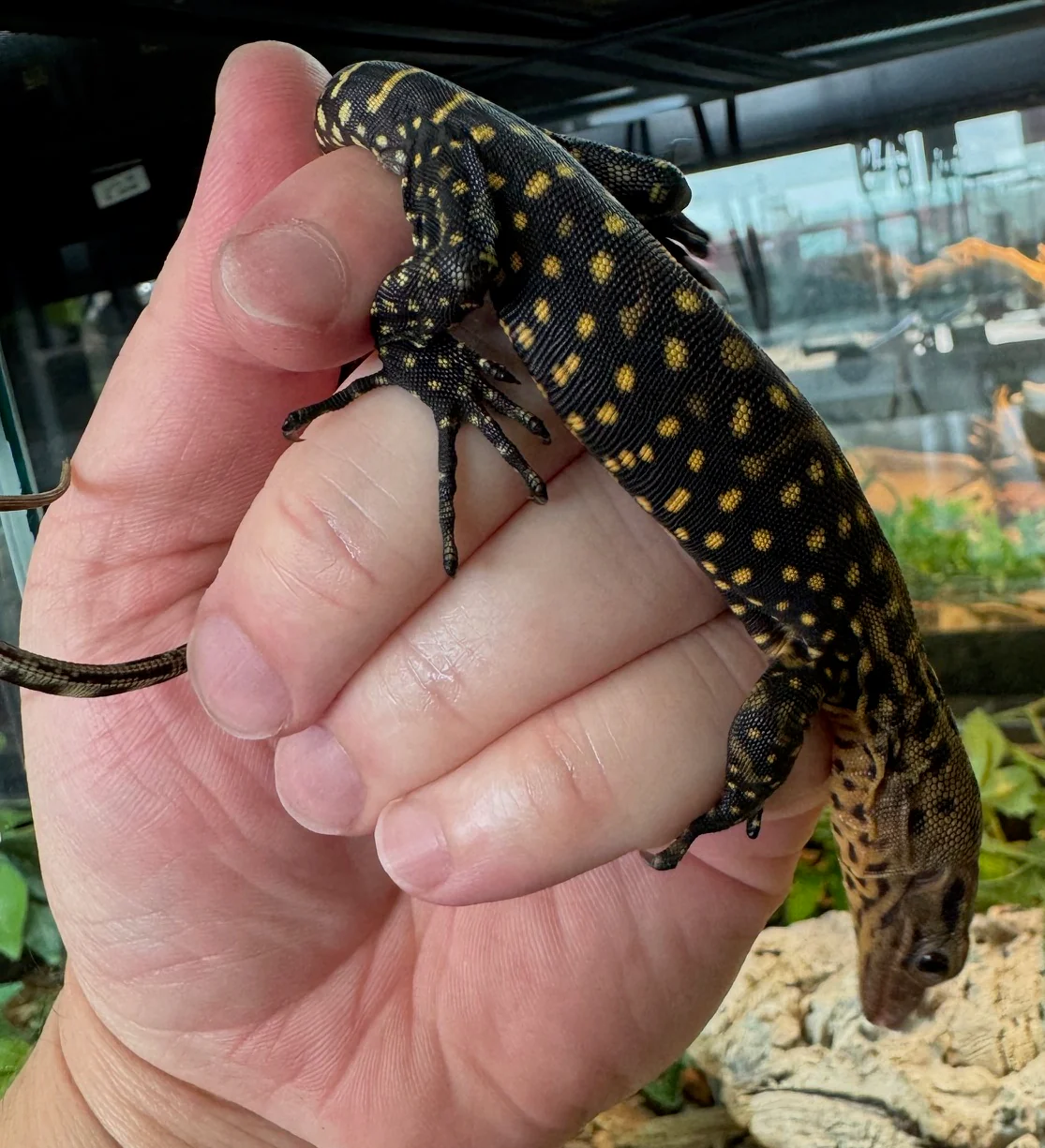 Yellow monitor baby (YMB1) - Image 2
