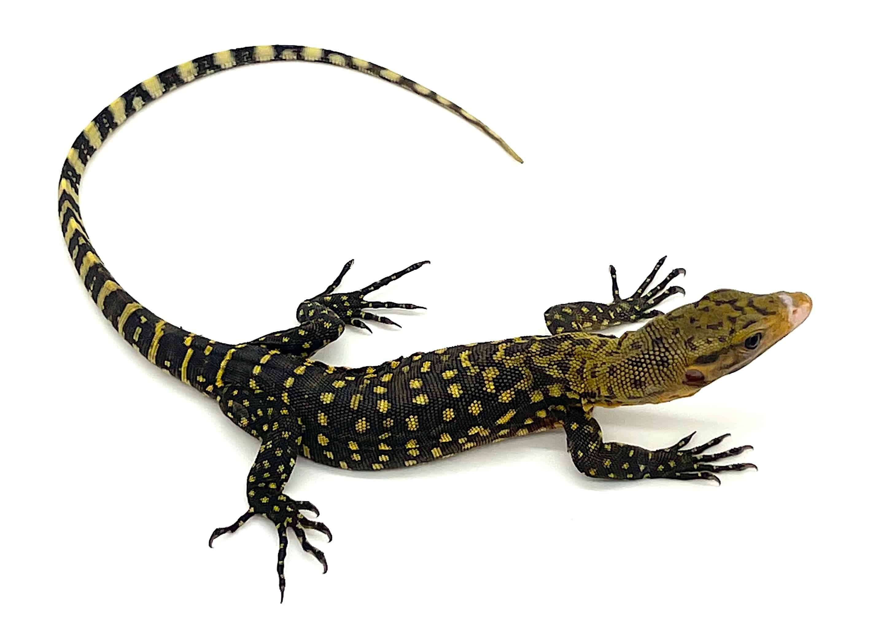 Yellow Monitor (Varanus melinus)