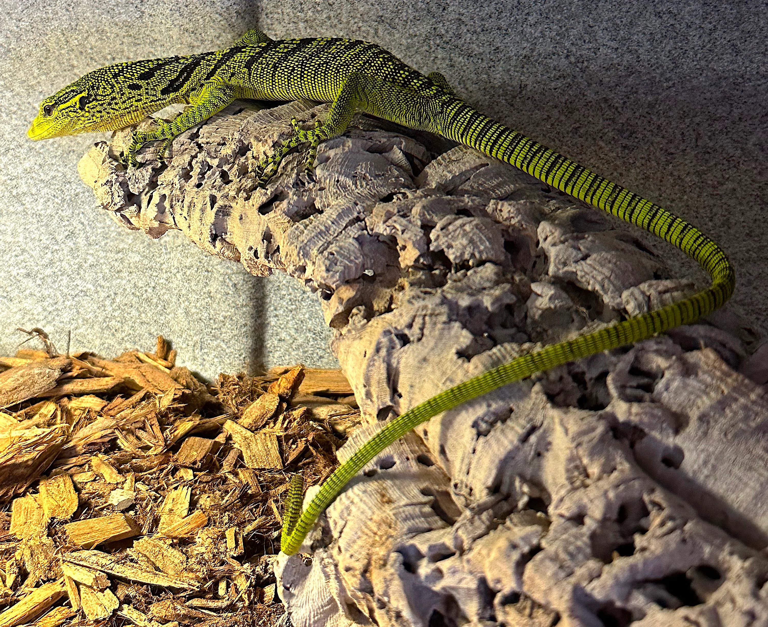 Yellow Tree Monitor (Varanus reisingeri)