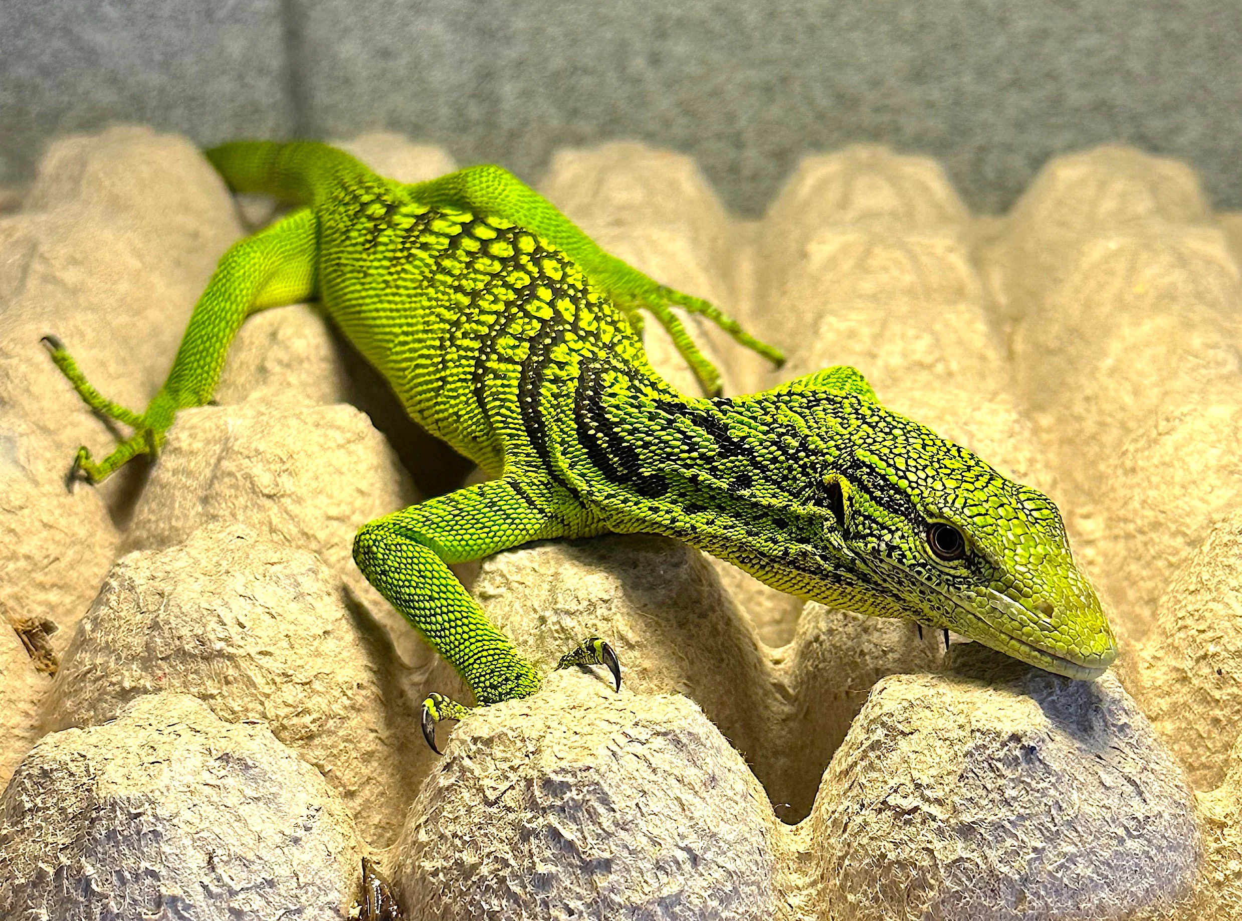 Yellow Tree Monitor (Varanus reisingeri) - Image 2
