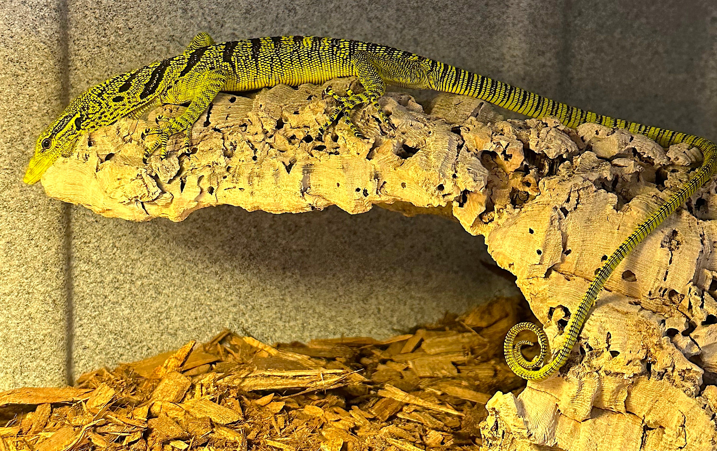 Yellow Tree Monitor (Varanus reisingeri) - Image 3