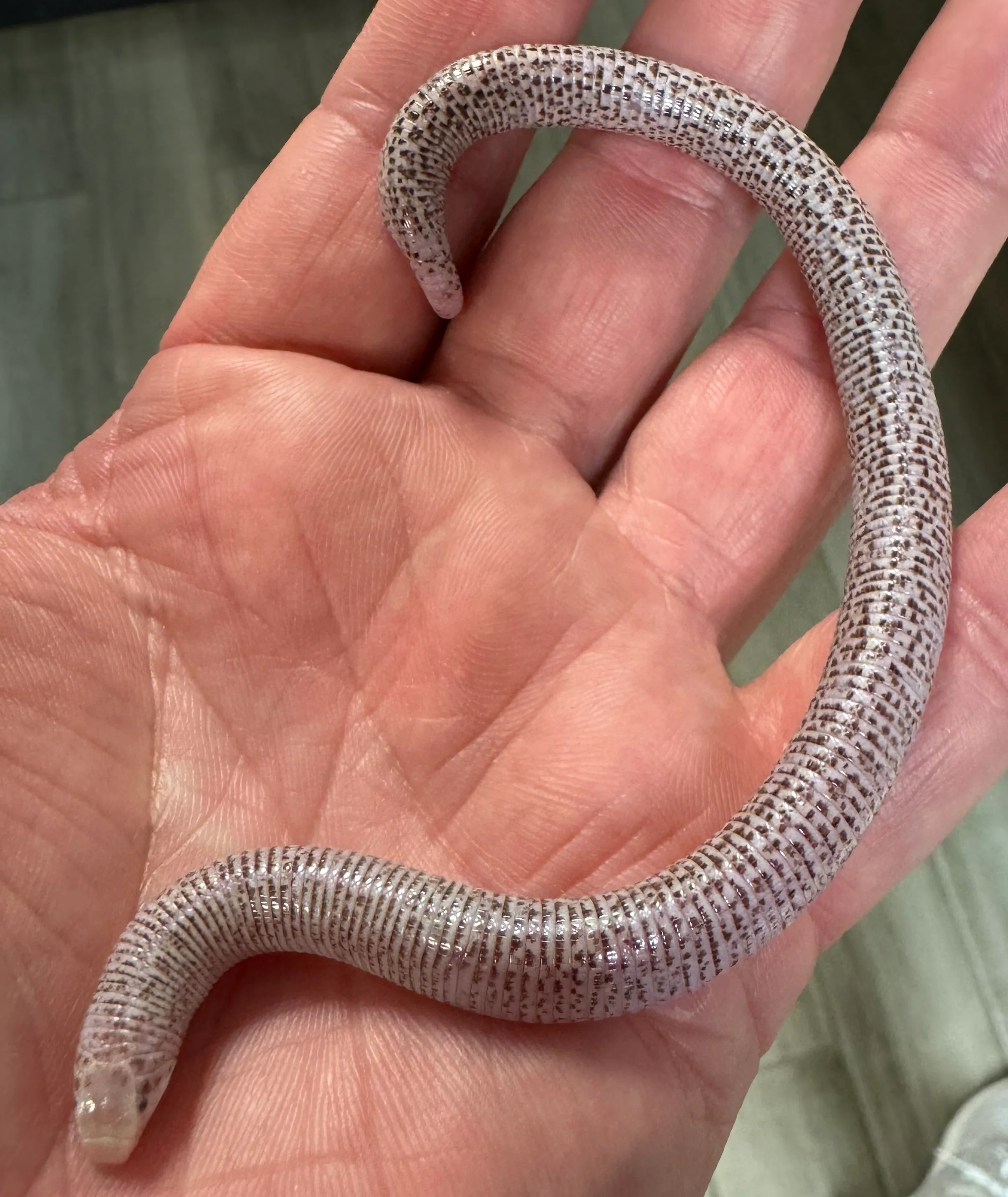 Zarudny's worm lizard (Diplometopon zarudnyi)