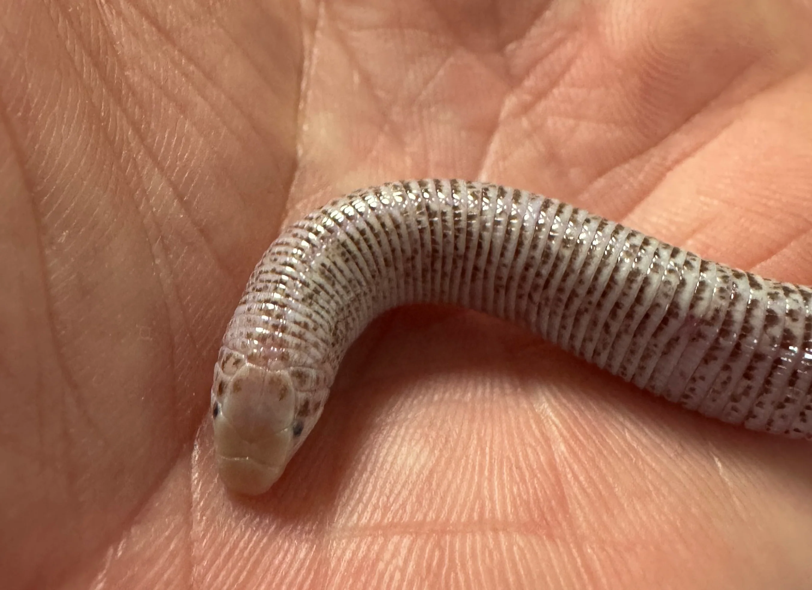 Zarudny's worm lizard (Diplometopon zarudnyi) - Image 2