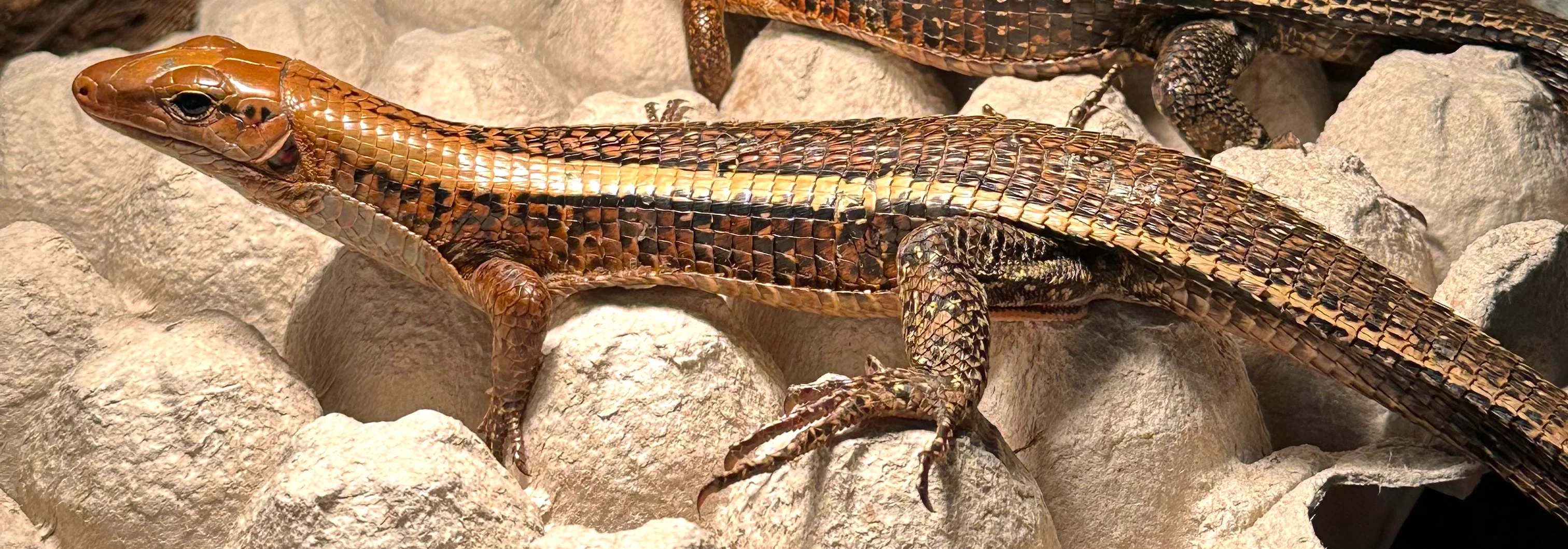 Zonosaurus laticaudatus